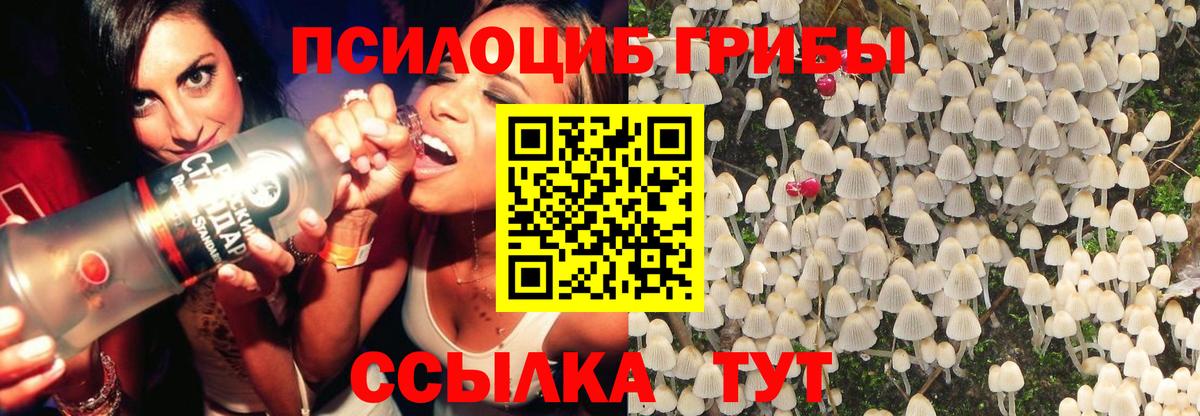 Галлюциногенные грибы MAGIC MUSHROOMS  купить   Борисоглебск  Галлюциногенные грибы GOLDEN TEACHER 